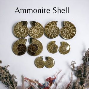 Ammonite Shell Stones